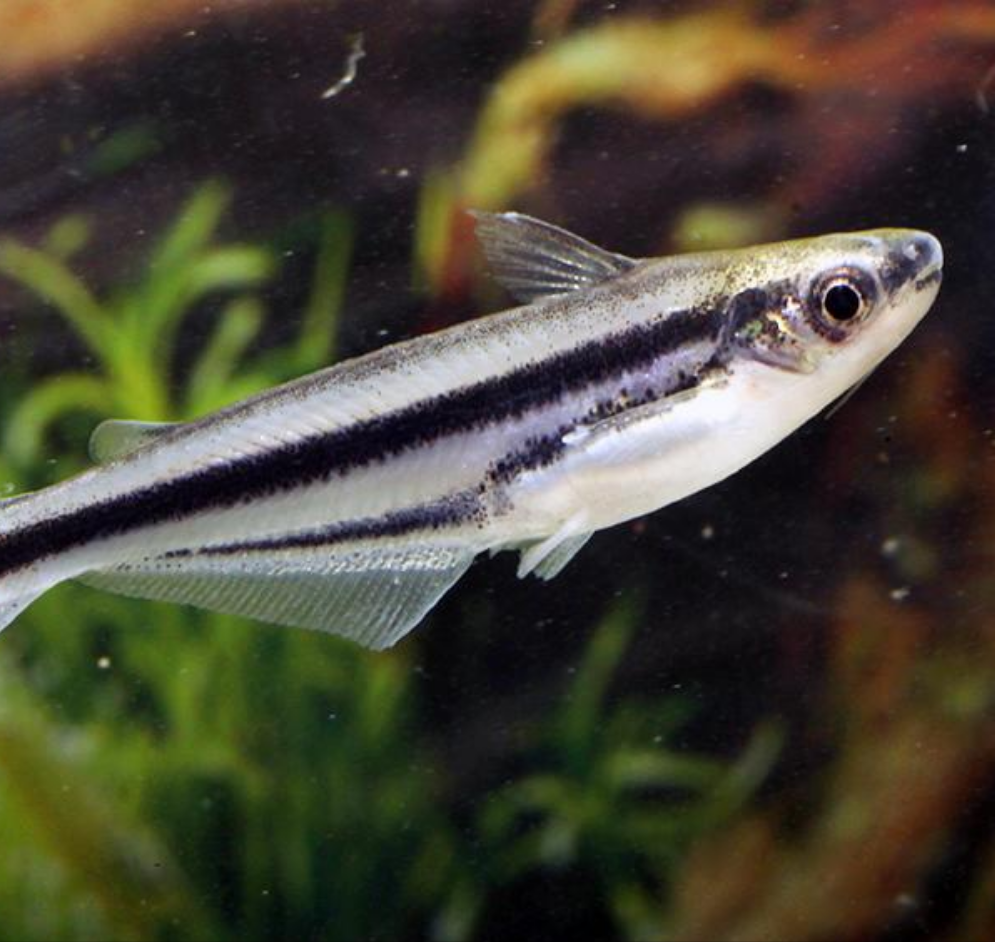 African Glass Catfish