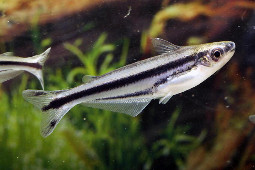 African Glass Catfish 2