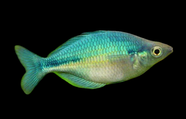 Blue Turquoise Rainbow