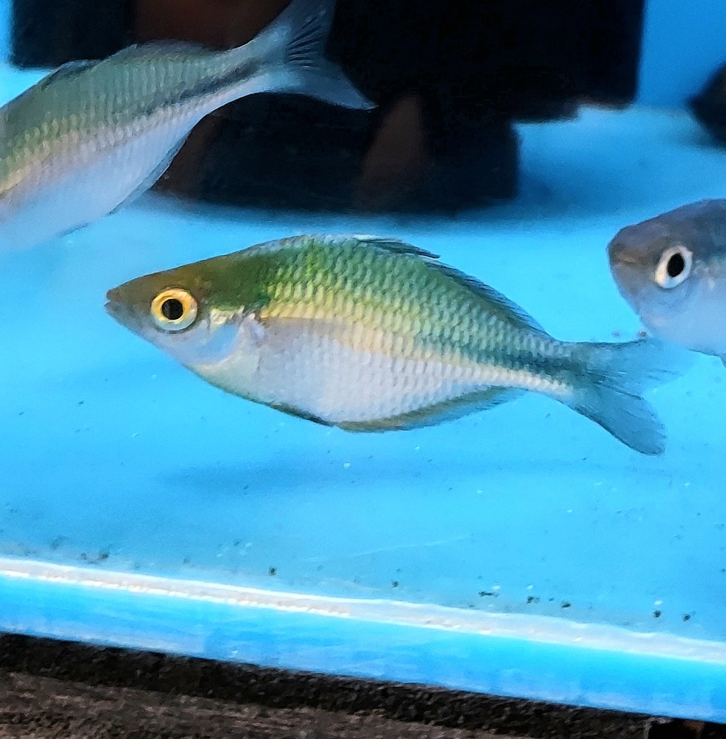 Blue Turquoise Rainbow 2