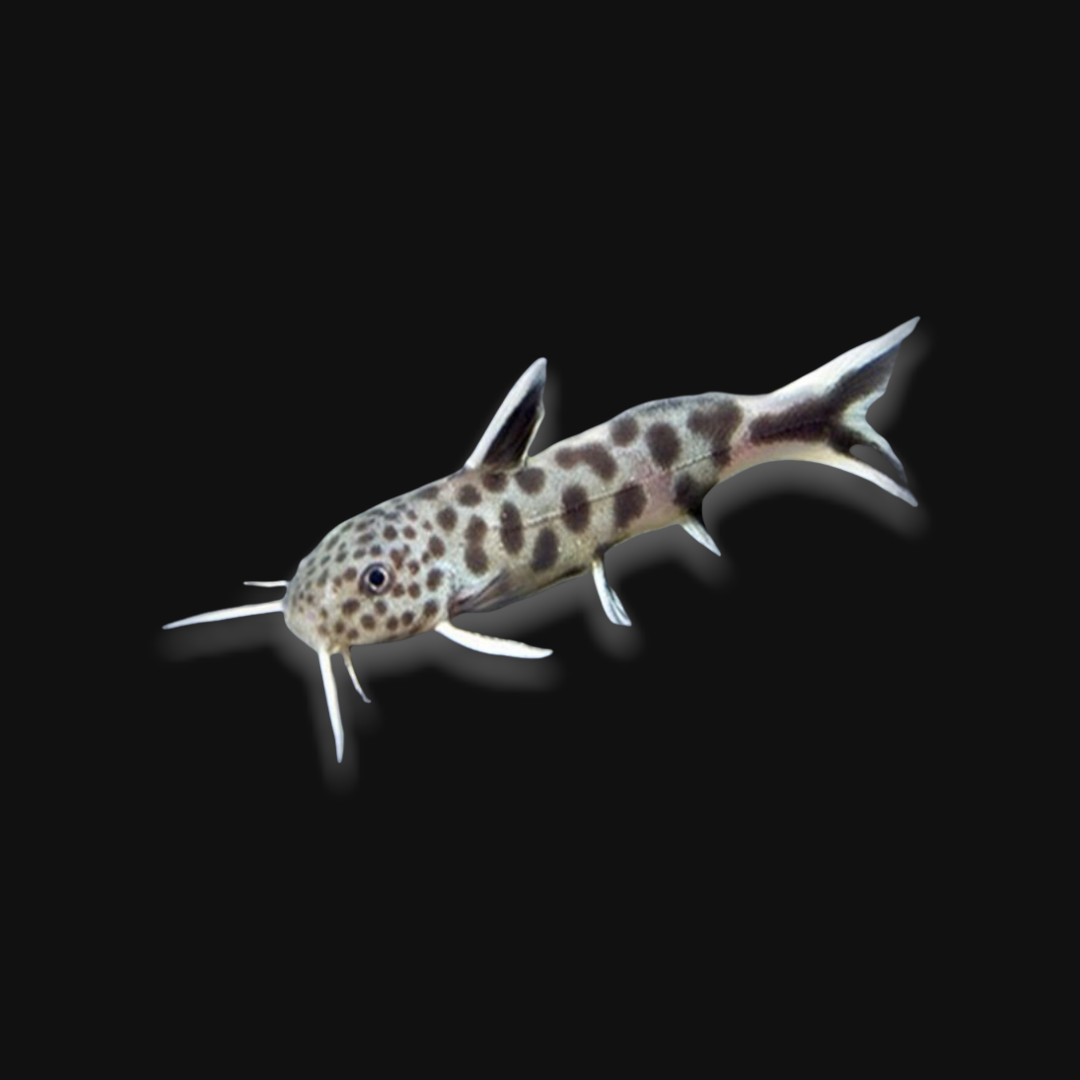 Dwarf Cuckoo Leopard Catfish