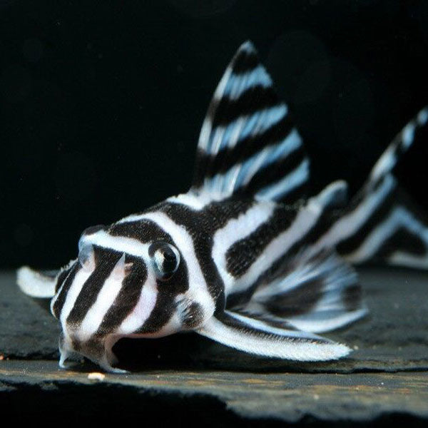 L046 Zebra Pleco