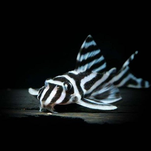 L046 Zebra Pleco 2