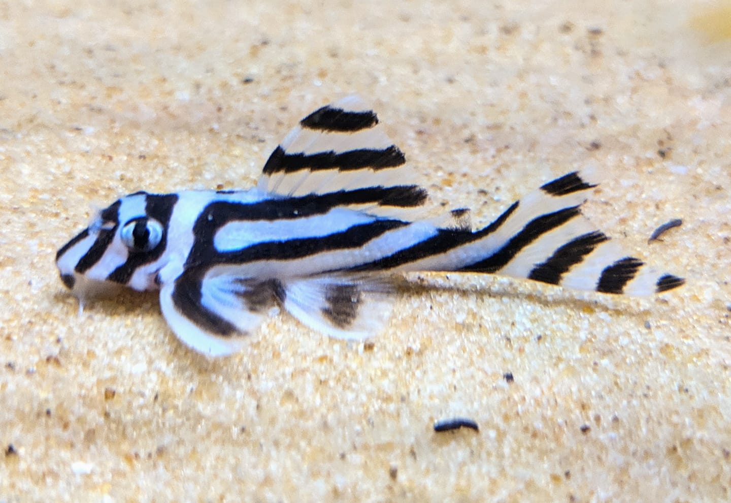 L046 Zebra Pleco 3