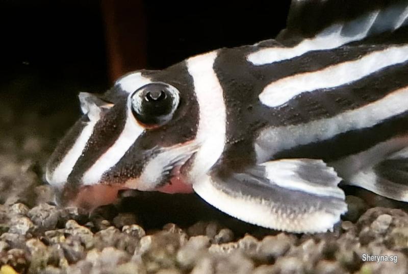 L046 Zebra Pleco 4