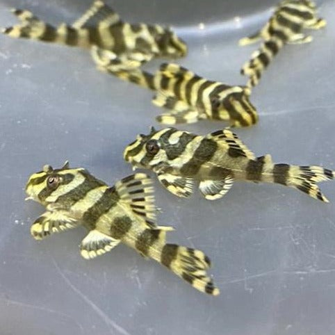 L134 Leopard Frog Pleco