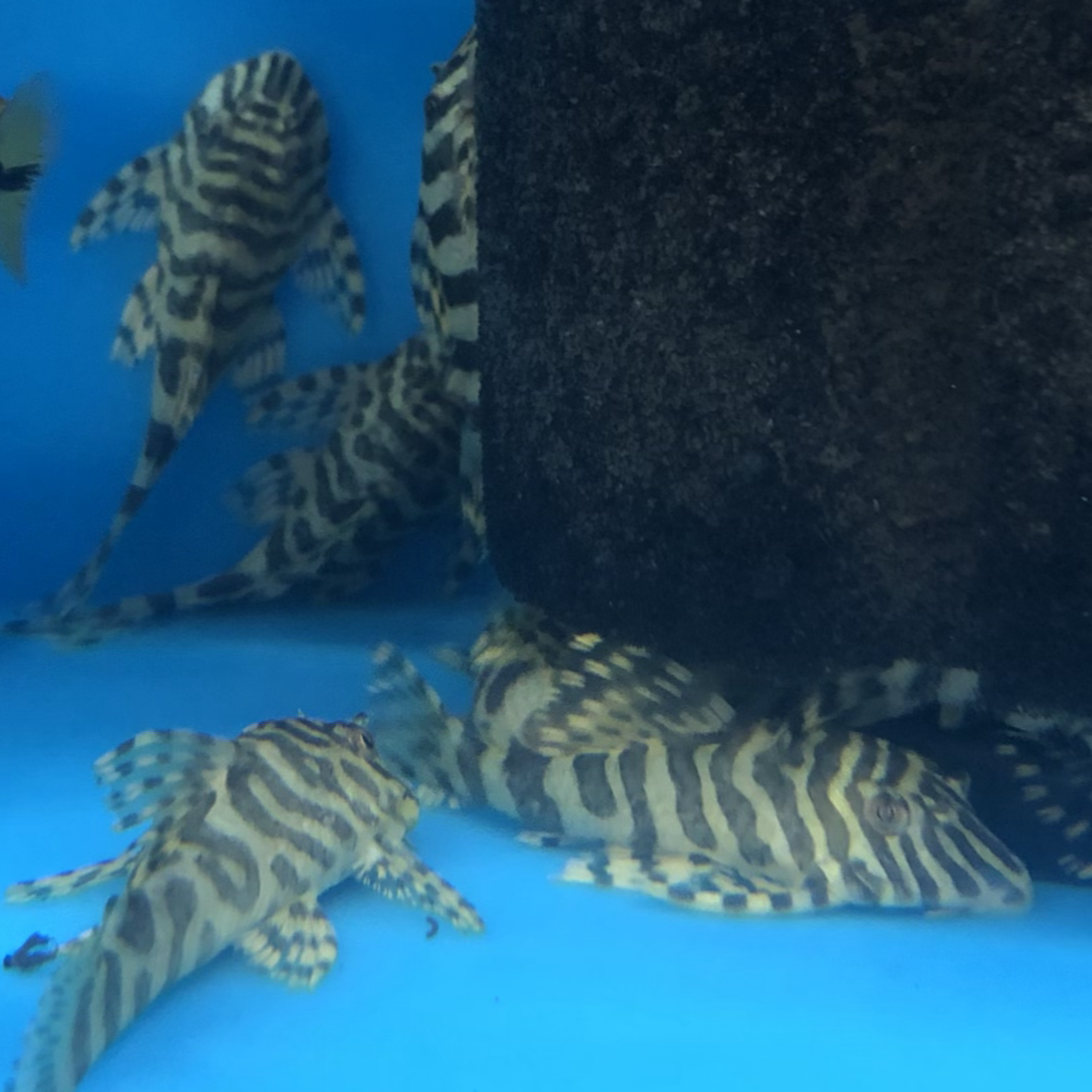 L134 Leopard Frog Pleco 2