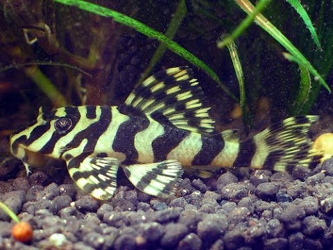 L134 Leopard Frog Pleco 3