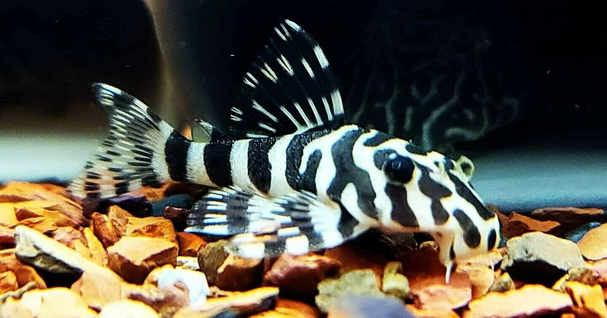 L134 Leopard Frog Pleco 4