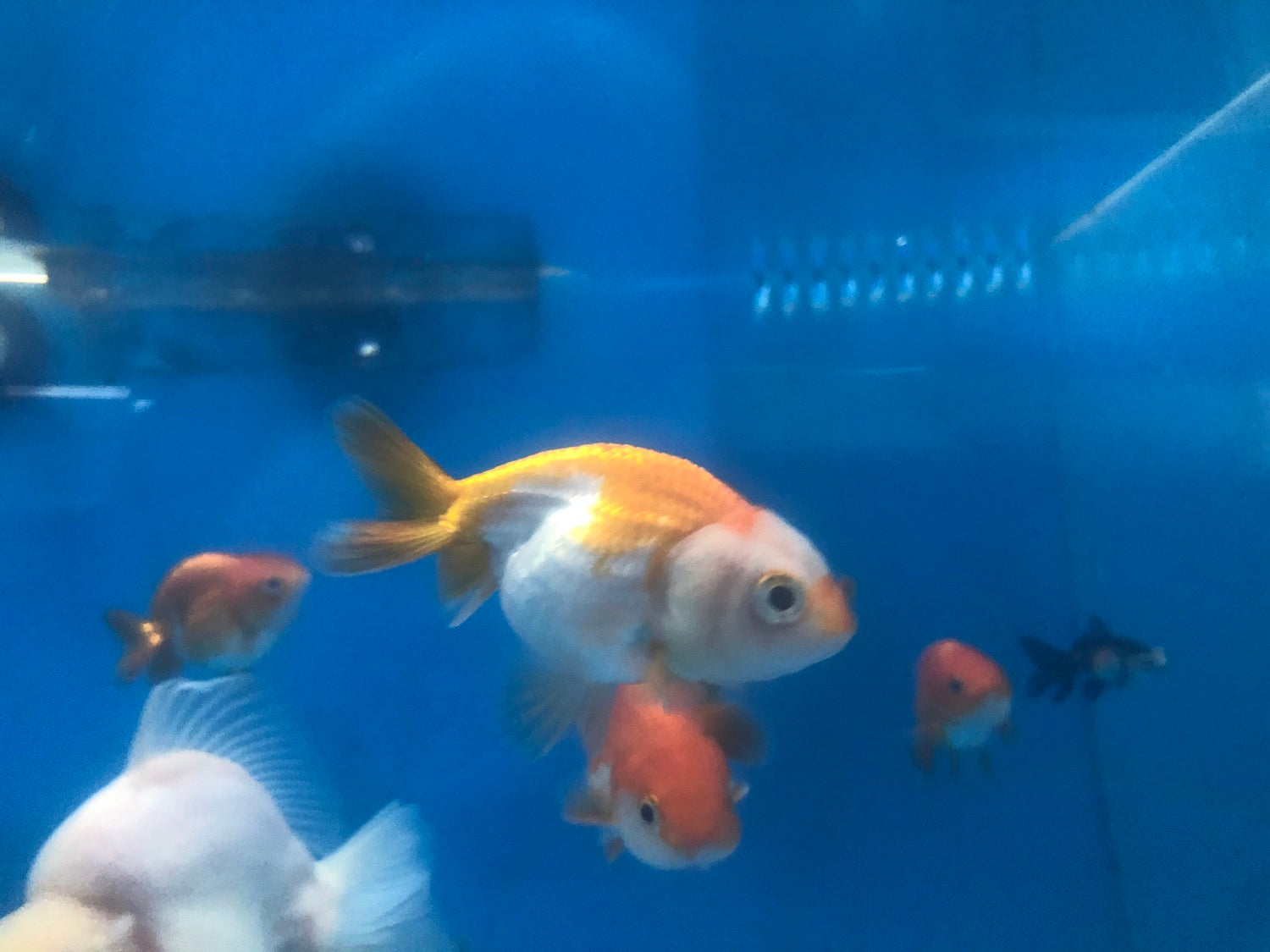 Ranchu Goldfish