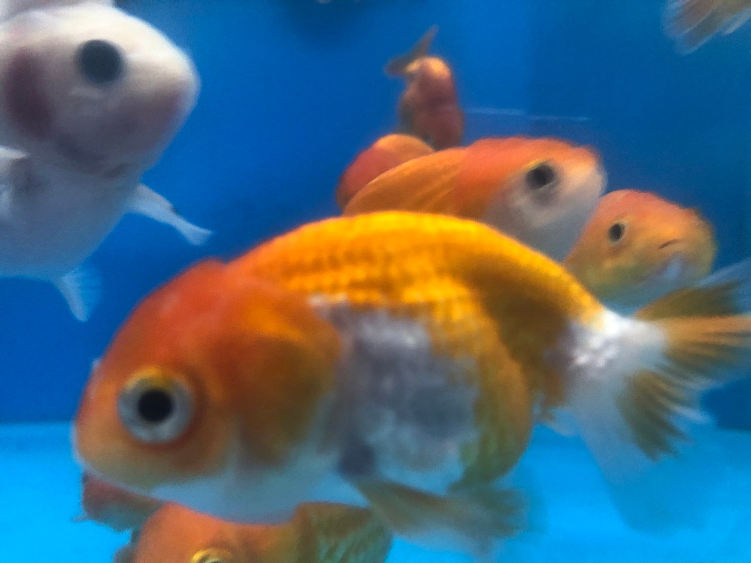 Ranchu Goldfish 2