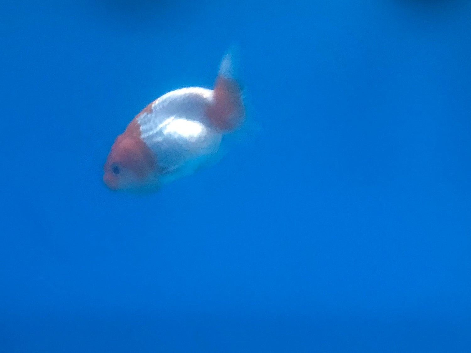 Ranchu Goldfish 3