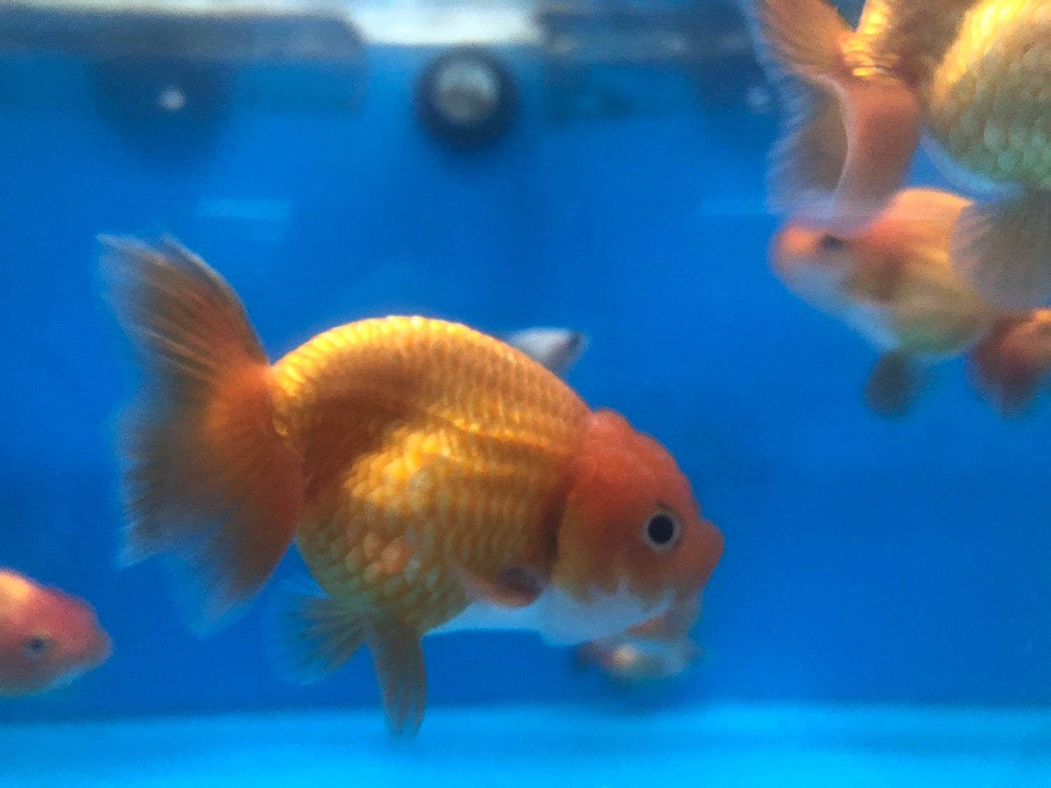 Ranchu Goldfish 4